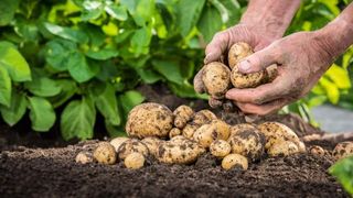 Povestea extraordinara a familiei Mirica din Lunguletul care livreaza anual 1.500 de tone catre fabrica pentru chips-urile Lay's!