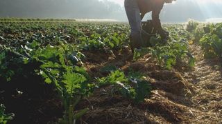 Suprafata agricola cultivata cu produse ecologice s-a triplat in 10 ani. Pe ce loc suntem in UE