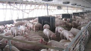 Romania va exporta porci vii in UE, in aproximativ doua saptamani. Ministrul Agriculturii: "De 70 de ani, Romania nu a mai exportat porci vii"