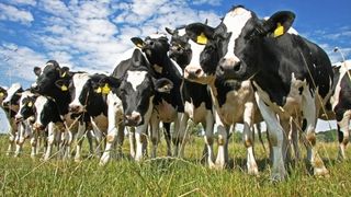 Vesti bune pentru fermieri. APIA a inceput sa plateasca azi subventiile pentru animale