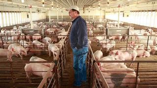 Senat: Ajutoare de stat pentru crescatorii de porci in valoare de jumatate de miliard de euro