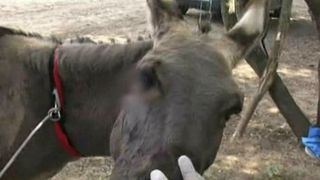 După o viaţă plină de suferinţe şi primejdii măgăruşa, Maria şi viţelul Armando şi-au găsit o căsuţă