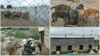 Ce s-a schimbat la adapostul public de animale din Baicoi, la 4 luni de cand au fost dezvaluite conditiile groaznice in care traiesc zeci de caini