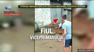 Lupte de caini chiar in curtea viceprimarului. Bietele animale sunt chinuite si batute. Ce spun autoritatile