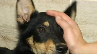 Cu picioarele frante si bazinul zdrobit in urma unui accident, acest catelus nu-si mai putea folosi picioarele din spate, insa medicii au facut minuni. Povestea lui Diego e induiosatoare