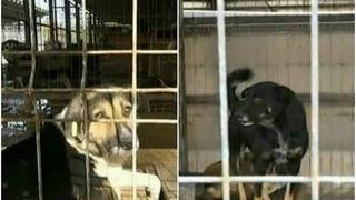 Imagini cumplite de la adapostul public Feteni. In timp ce animalele traiesc in conditii de cosmar, autoritatile se prefac ca nu vad nimic. Reactia lor e halucinanta