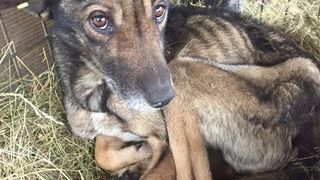 Adapostul public din Valcea, o bataie de joc. Autoritatile sunt surdo-mute in astfel de cazuri