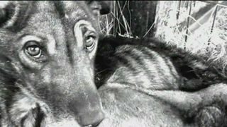 Autoritatile din Valcea inchid ochii la ceea ce se intampla cu animalele chinuite la adapostul public Feteni. Care e explicatia lor