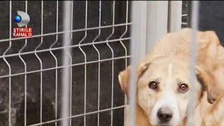 Oamenii vor sa doneze 40 de custi pentru cainii din adapostul Buftea, insa Primaria le respinge donatia si lasa animalele sa inghete