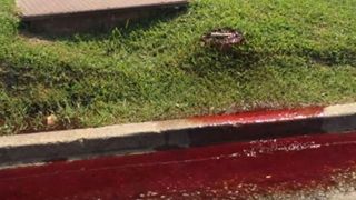 Strazile au fost inundate de valuri de sange. Locuitorii au incremenit cand au aflat de unde provine