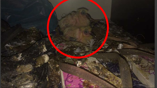 A uitat fereastra deschisa, iar cand s-a intors de la serviciu, casa lui era un iad. Cand a intrat in locuinta , a incremenit