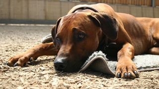 Cruzime fara margini in Tulcea. Noua caini din curtea unei firme au fost ucisi