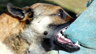 Scene infioaratoare surprinse in fata unui spital. Un maidanez a luat un nou-nascut cu care si-a hranit puii