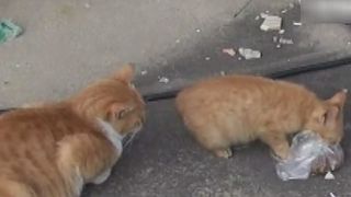 Imagini virale! Ce facea aceasta pisica cu hrana primita de la oameni