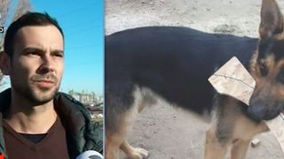 Un hot din Constanta a vrut sa vanda cainele furat pe internet. Proprietarul cere ajutorul Politiei pentru a-si recupera animalul de companie