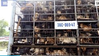 Bietele patrupede, vor ajunge pe masa de Paste. "Cu cat ii chinuim mai mult, cu atat mai gustoasa va fi carnea!", spun consumatorii. Organizatiile pentru protectia animalelor cer MASURI URGENTE