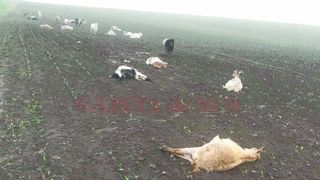 Zeci de animale, gasite moarte! Este infiorator ce s-a intamplat pe un camp din judetul Dolj