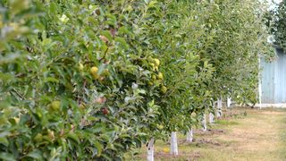 Parintii unui copil din Valeni, Dambovita si-au gasit fiul mort intr-o livada. Tanarul de 18 ani s-a spanzurat