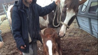 Trei barbati au fost arestati, dupa ce ar fi violat capre, cai, vaci si caini. Zoofilii aveau casete cu filmari din timpul actelor sexuale!