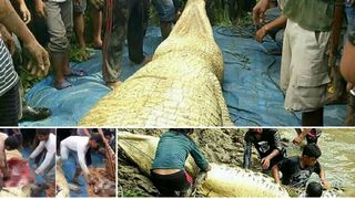 Andi era disparut de cateva zile si intreg satul il cauta! Si-au dat seama ca este in burta unui crocodil. Ce au descoperit cand au despicat animalul