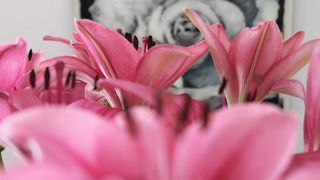 Descopera "floarea Fecioarei Maria"! Ce floare este "Arhanghelul binecuvantat"!