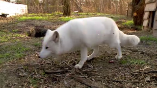 &Icirc;ți mai aduci aminte de vulpile polare, Romeo și Julieta, de la Constanța? Animalele au murit după ce au fost m&acirc;ncate de c&acirc;inii Dingo din rezervație!