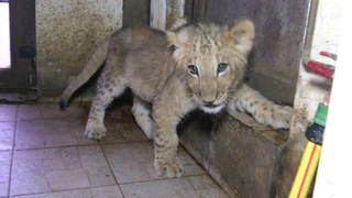 Puiul de leu Paco a fost transferat de la Grădina Zoologică din Timişoara la cea din T&acirc;rgu Mureş