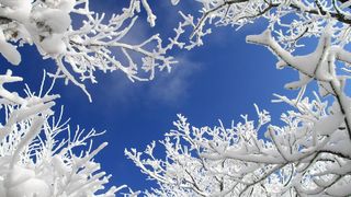 Vizitator neașteptat &icirc;n miezul iernii, &icirc;n Maramureș! Locuitorii au rămas mască