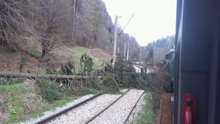   Circulaţie feroviară &icirc;ntreruptă &icirc;n judeţul Hunedoara, după ce un copac s-a prăbuşit peste calea ferată