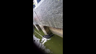 Pompierii din Tulcea au salvat un catel de la inec!