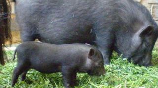 Gurmanzii care poftesc la carne de porc, dar se g&acirc;ndesc și la sănătate, optează pentru godacii vietnamezi. C&acirc;t costa această carne