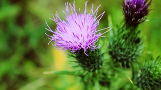 Silimarina - ce este și pentru ce afecțiuni se recomandă