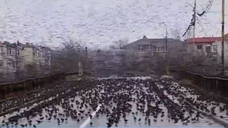 Invazie de grauri &icirc;n Constanța! Imaigini apocaliptice, desprinse din filmele lui Hitchcock!