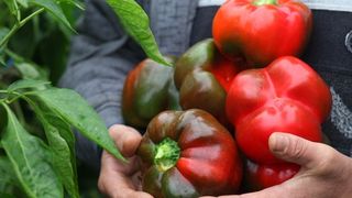 Legume rom&acirc;nești de Sărbători. Fermierii din mai multe zone din ţară cresc &icirc;n solarii de la roşii cherry, p&acirc;nă la salata rom&acirc;nească