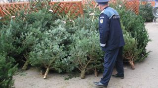 Ghinion pentru comercianții de brazi naturali! Polițiștii le-au stricat sărbătorile