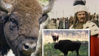 Un zimbru din rezervaţia Vânători-Neamţ a murit din cauza suprasolicitării la filmările unei pelicule celebre, în care au jucat Gheorghe Cozorici, Gheorghe Dinică şi Florin Piersic