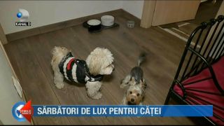 Crăciun și Revelion special pentru căței. C&acirc;t costă să-ți duci patrupedul la o pensiune de lux de sărbători