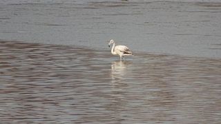 Apariție neobișnuită pe un lac din Pitești. Oamenilor nu le-a venit să creadă ce văd