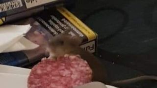 VIDEO HALUCINANT Șoricel, filmat de un mesean printre bucatele puse pe masă la un botez