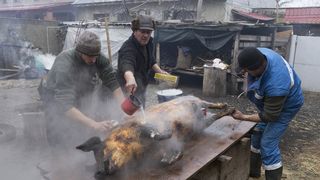 Patru rom&acirc;ni din Italia, puși sub acuzare pentru că au tăiat porcul &icirc;n curte