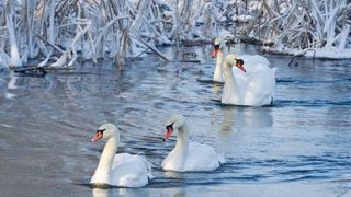 In plina iarna, zeci de lebede siberiene si pelicani isi intrerup migratia si poposesc pe raul Olt.