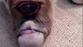 Primul &rdquo;vițel-ciclop&rdquo; a fost descoperit &icirc;n India! Creatura este considerată o zeitate de către localnici! Uite cum arată!