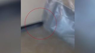 Șobolani și g&acirc;ndaci - asta au găsit &icirc;n cămin studenții care s-au &icirc;ntors din vacanță