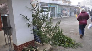 Orașele din România s-au umplut de brazi aruncați pe străzi. Ce spun autoritățile că vor face cu ei! Ți se pare o inițiativă bună?