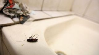 Dezastru &icirc;n căminele din București! Studenții sunt nevoiți să &icirc;ndure condiții deplorabile