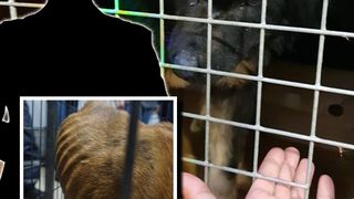 Genocidul animalelor: ce se întâmplă cu proprietarul adăpostului care a lăsat 60 de câini să moară de foame? Imaginile au şocat internetul