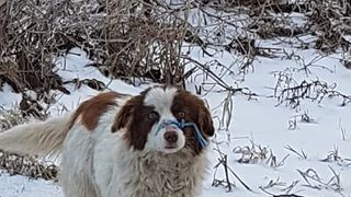 Oameni fără suflet. Au legat c&acirc;inele cu sfoară și l-au lăsat să  se chinuie pe un c&acirc;mp din Tulcea