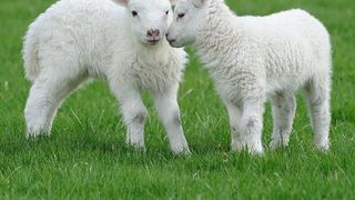 Miei din belșug de Paște. Ciobanii se tem că nu-i vor vinde