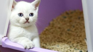 Două pisici au propria lor garsonieră. Cât plătește proprietarul chirie