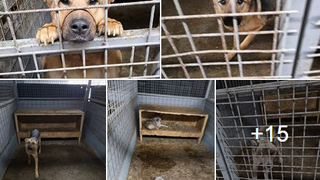 Peste 70 de animale găsite moarte și în stare de descompunere într-un adăpost din Brașov! "E oribil! Sunt cadavre peste tot!"